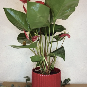 Anthurium grande con ceramica