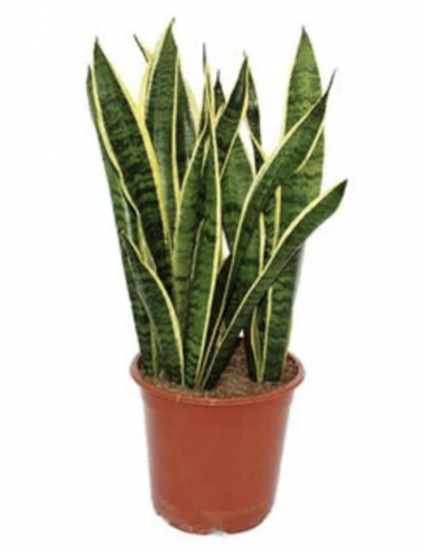 Sansevieria